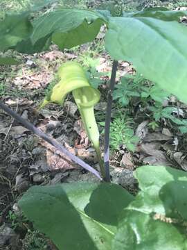 Image of Jack in the pulpit