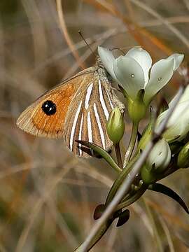 Argyrophenga janitae Craw 1978 resmi