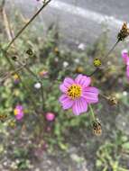 Image de Bidens clavata R. Ballard