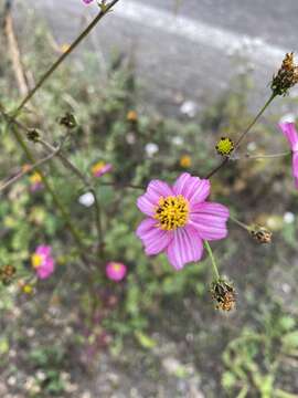 Image of Bidens clavata R. Ballard