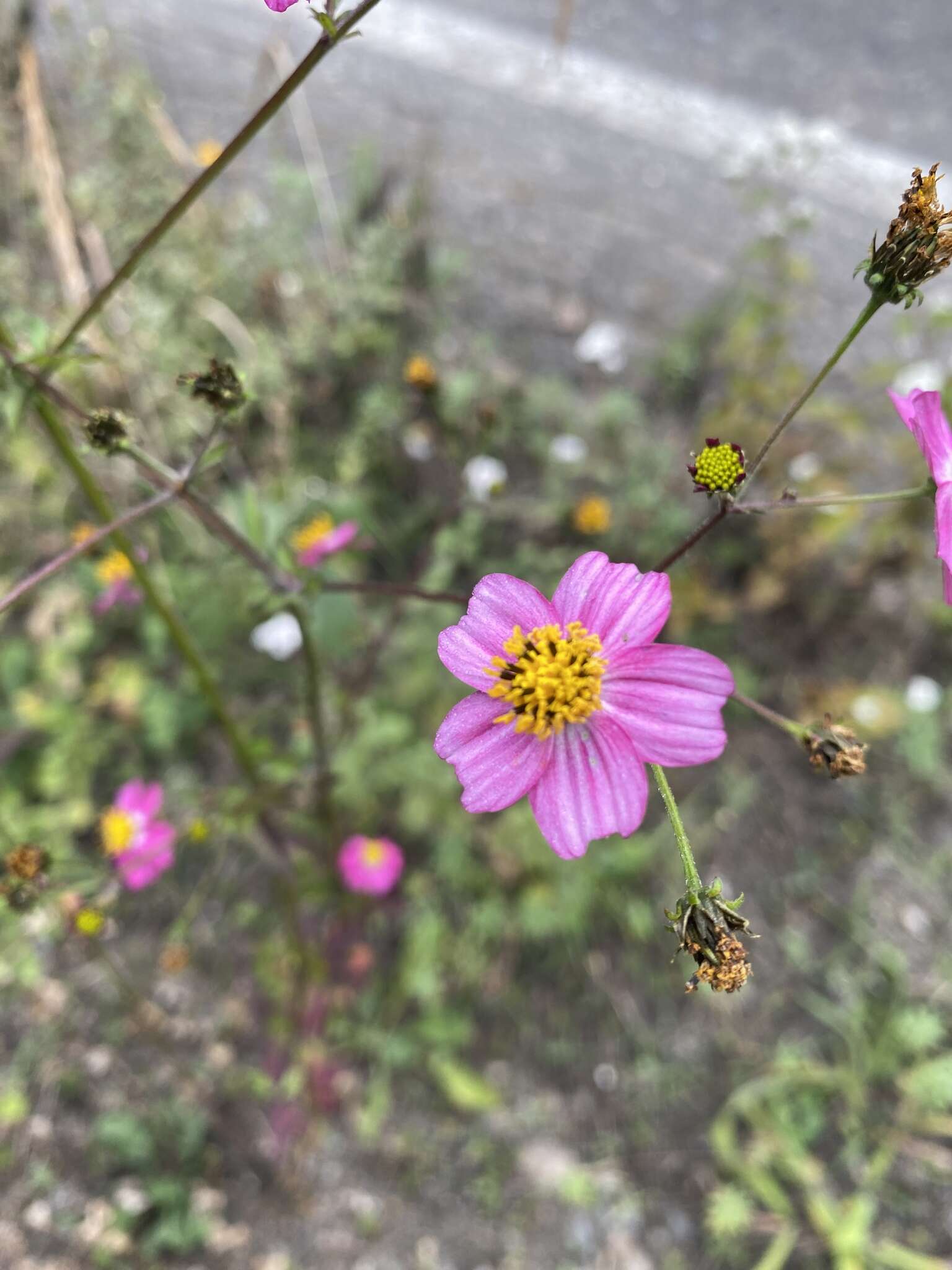 Image de Bidens clavata R. Ballard