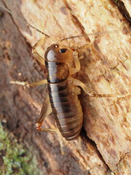 Image of Hemiandrus pallitarsis (Walker & F. 1871)