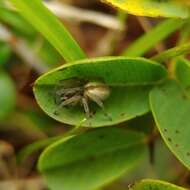 Слика од Cheiracanthium erraticum (Walckenaer 1802)