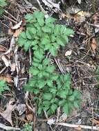 Image of Canadian Wild Lovage