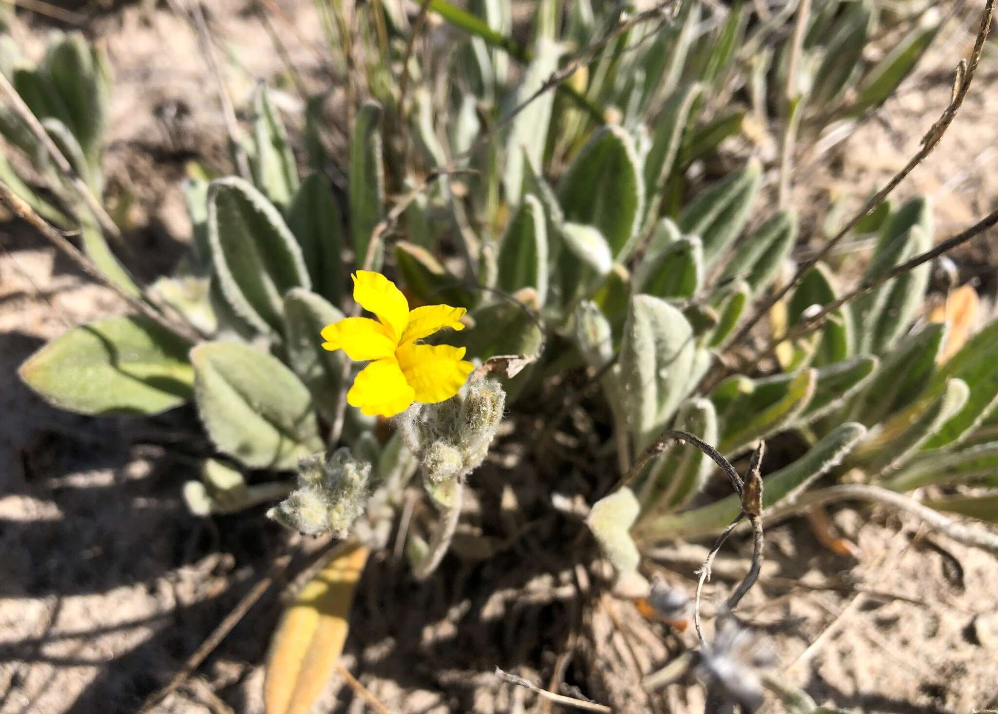 Image of Goodenia robusta (Benth.) K. Krause