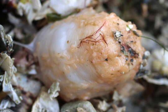 Image of pseudo-white sea cucumber