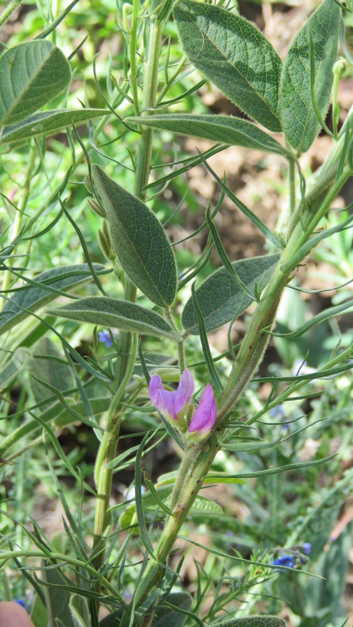 Image of Galactia latisiliqua Desv.