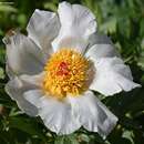 Image of Paeonia clusii subsp. clusii