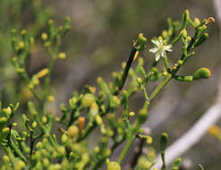 Image of Tetraena madagascariensis (Baill.) Beier & Thulin