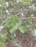 Image de Ehretia obtusifolia Hochst. ex DC.