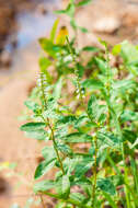 Image of Fortune Loosestrife