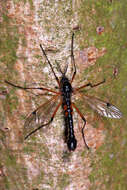 Image of Tanyptera