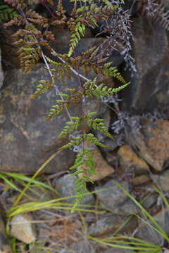 Image of Odontosoria deltoidea (C. Chr.) Lehtonen & Tuomisto