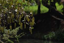 Imagem de Alnus acuminata subsp. arguta (Schltdl.) Furlow