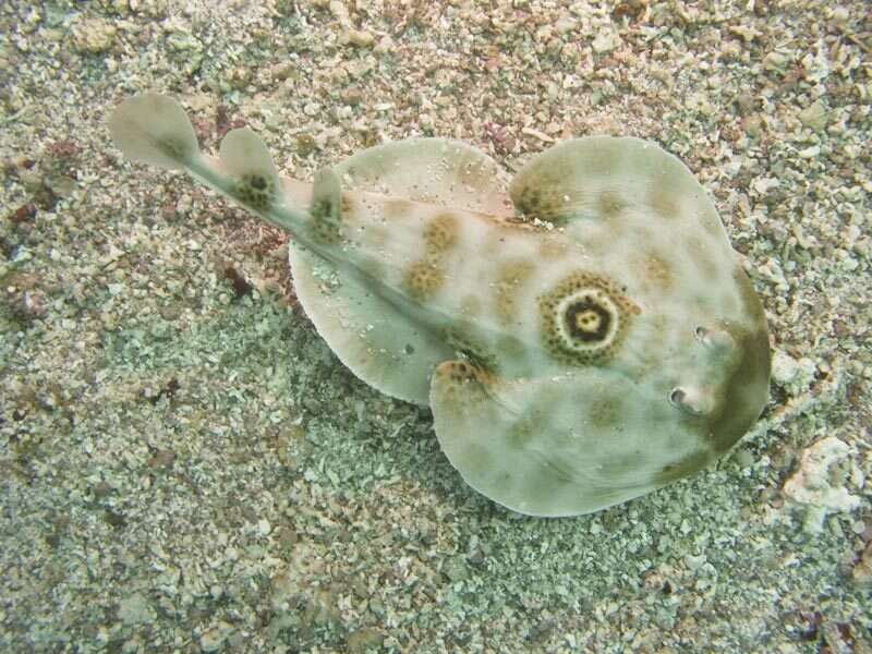 Image of Bullseye Electric Ray