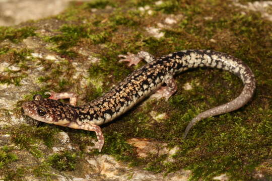 Imagem de Plethodon caddoensis Pope & Pope 1951