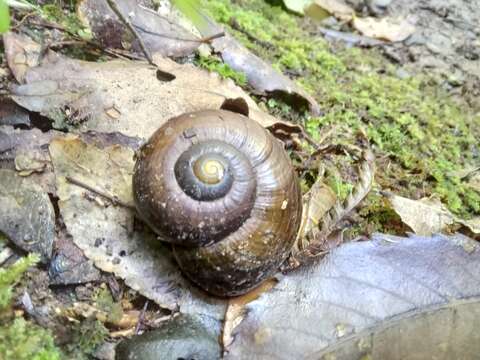 Image of Powelliphanta traversi (Powell 1930)