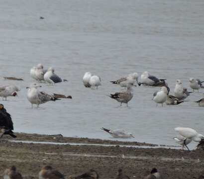 Image de Larus fuscus heuglini Bree 1876