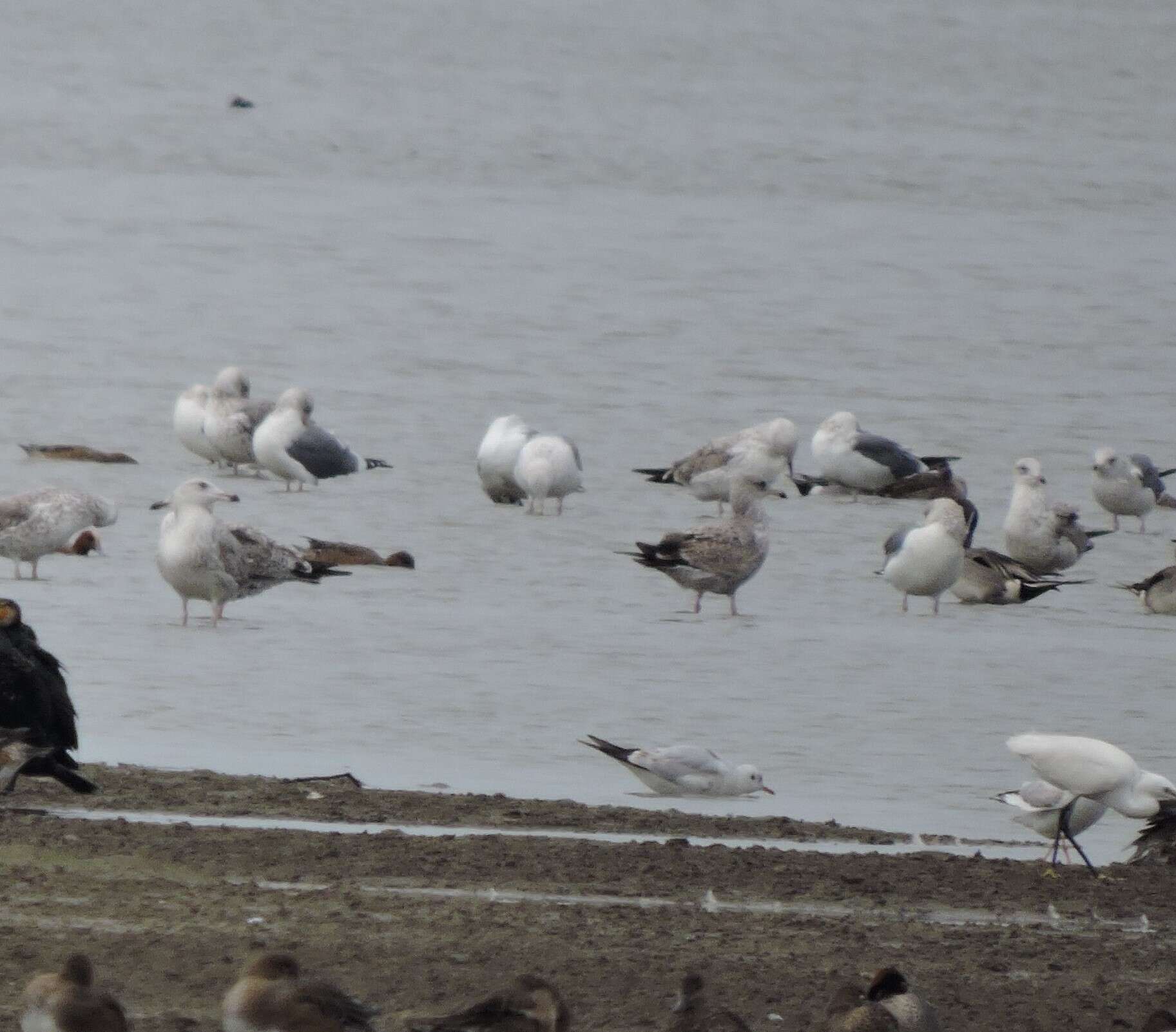 Image de Larus fuscus heuglini Bree 1876