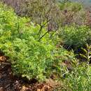 Image of Grevillea bipinnatifida subsp. bipinnatifida