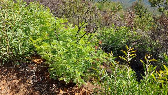 Image of Grevillea bipinnatifida subsp. bipinnatifida