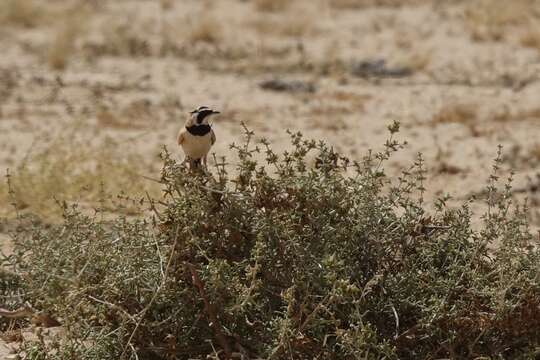 Image of Temminck's Horned Lark