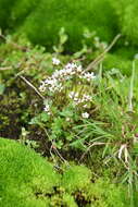 Image of pygmy saxifrage