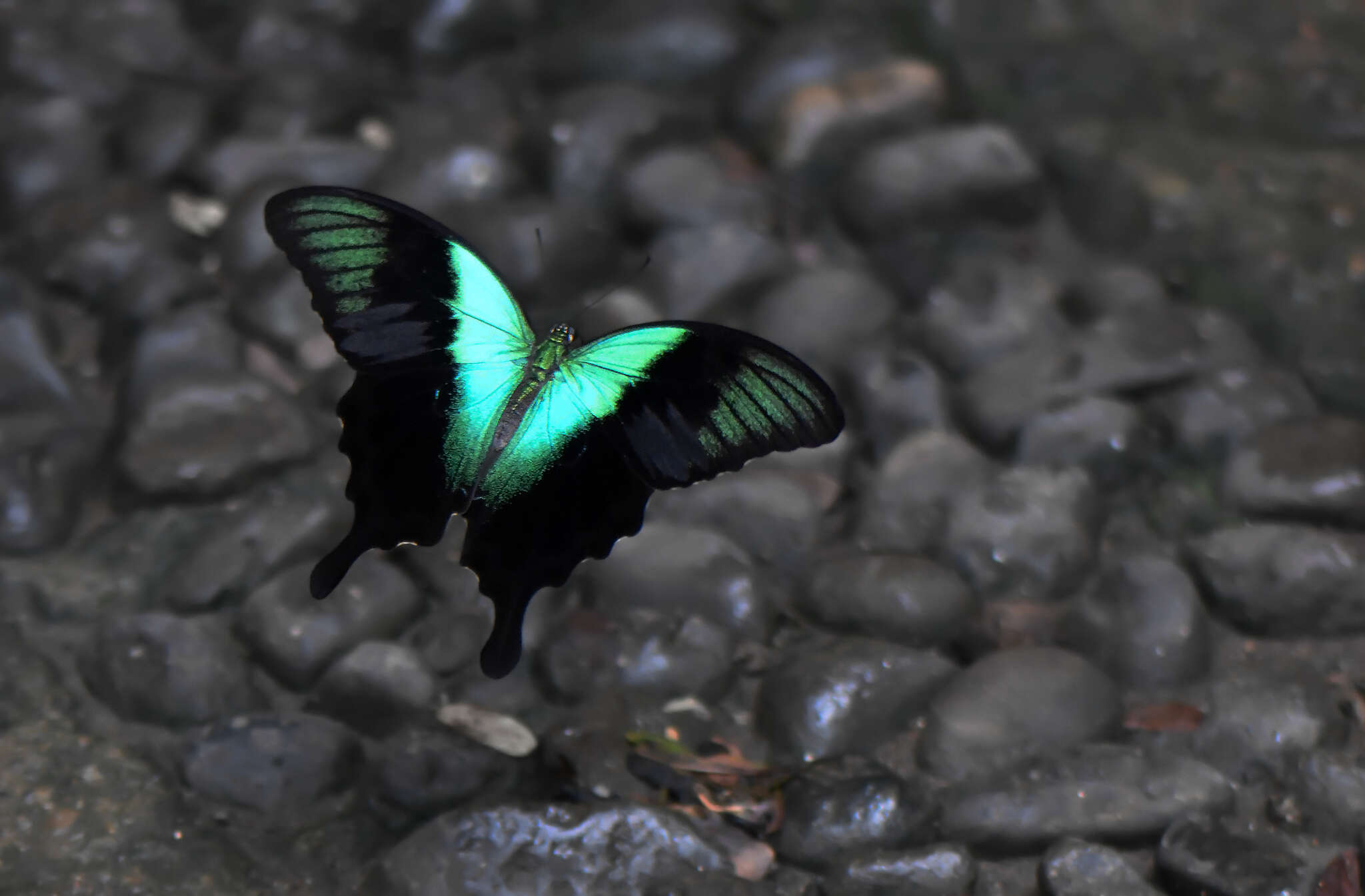 Image de Papilio peranthus Fabricius 1787