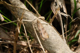 Image of celery stalkworm