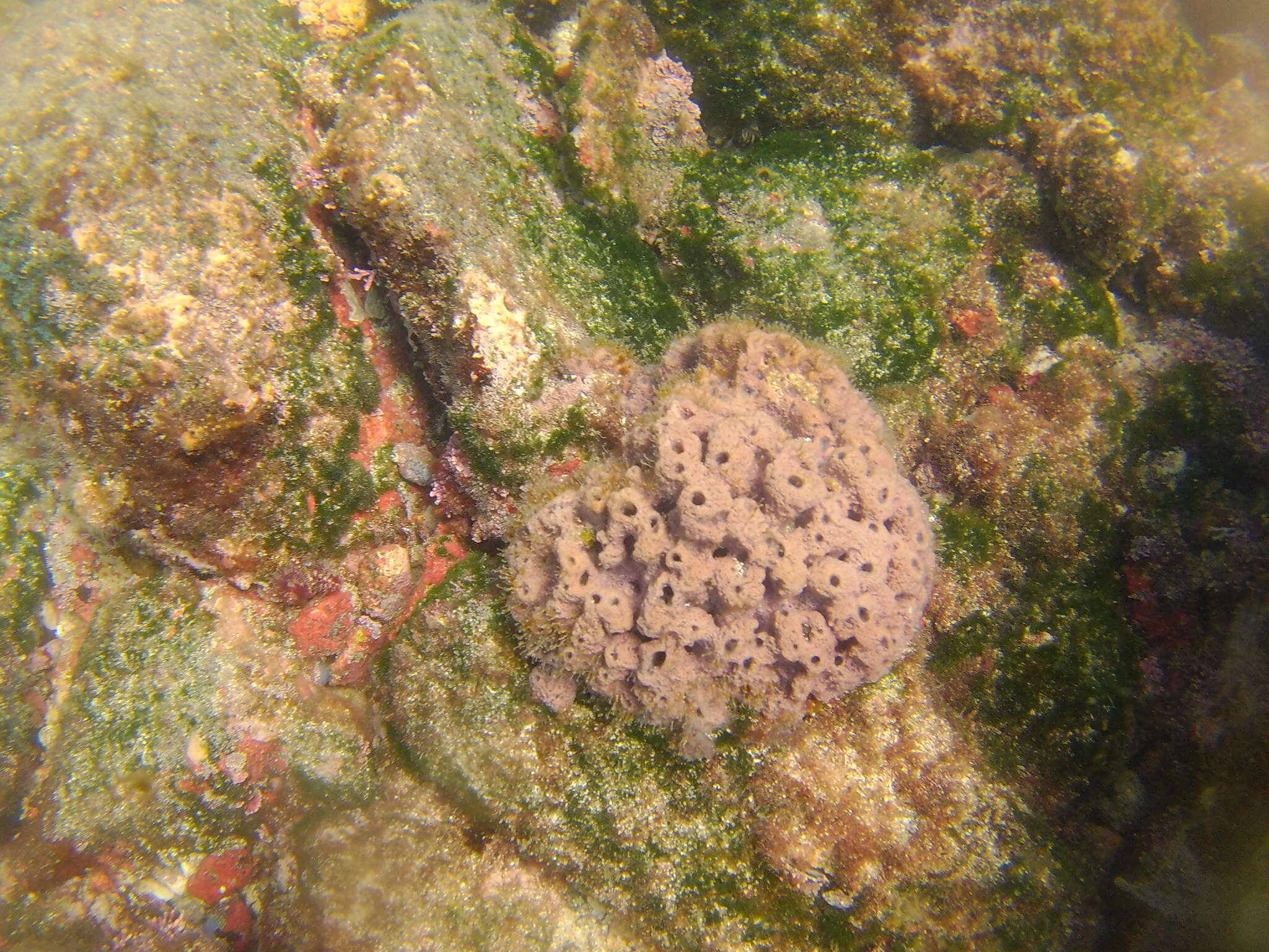 Image of Blue caribbean sponge