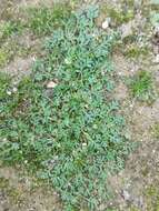 Image of carpet burrweed