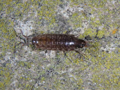 Image of Chaetophiloscia hastata Verhoeff 1929