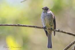 Image of Hispaniolan Pewee