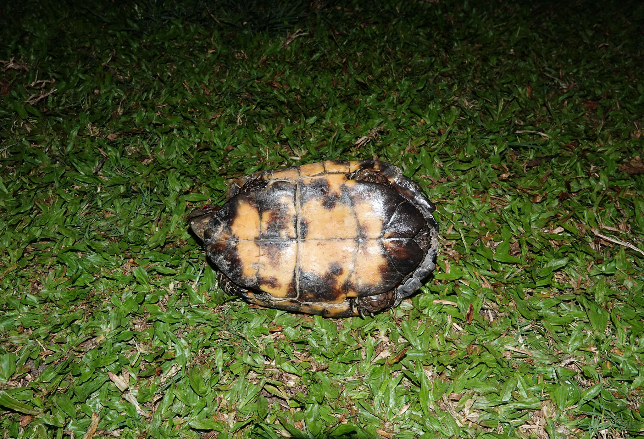 Image of Keeled box turtle