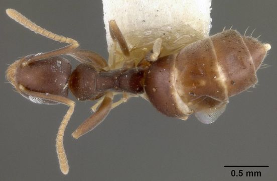 Image of <i>Technomyrmex albipes</i> var. <i>vitiensis</i> Mann