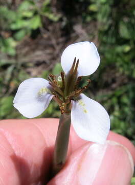 Moraea brevistyla (Goldblatt) Goldblatt resmi