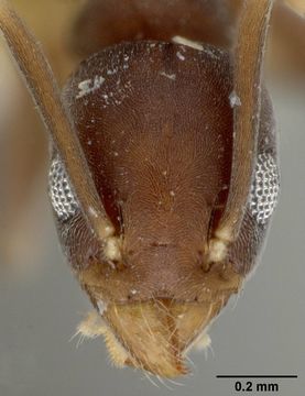 Image of <i>Technomyrmex albipes</i> var. <i>vitiensis</i> Mann