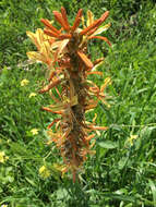 Image of yellow asphodel