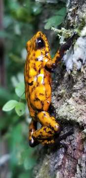 Image of Pichincha poison frog