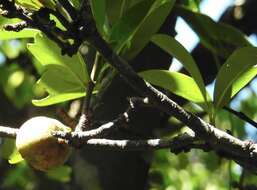 Image of Garcinia oblongifolia Champ. ex Benth.