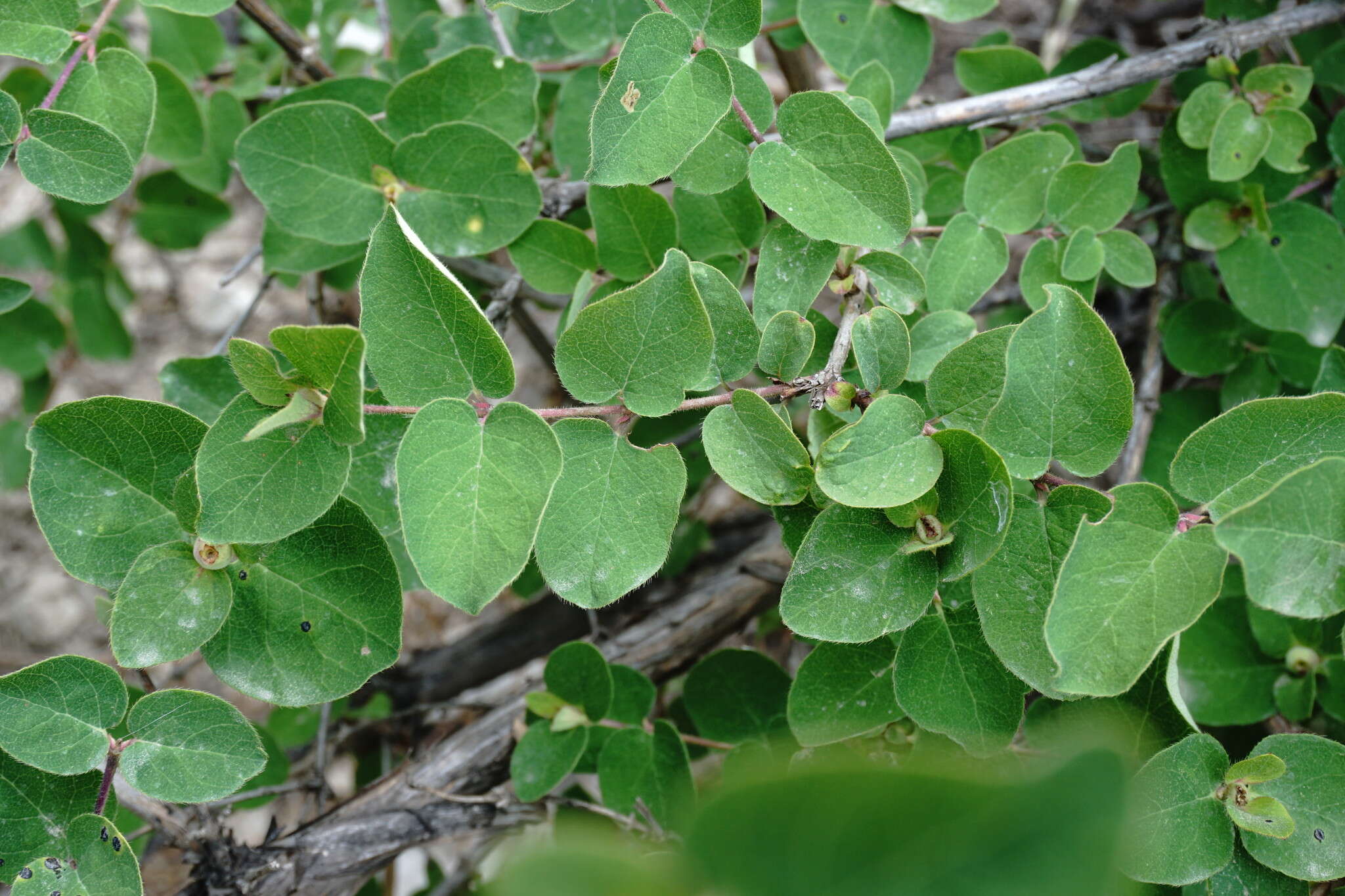 Image of Lonicera iberica M. Bieb.