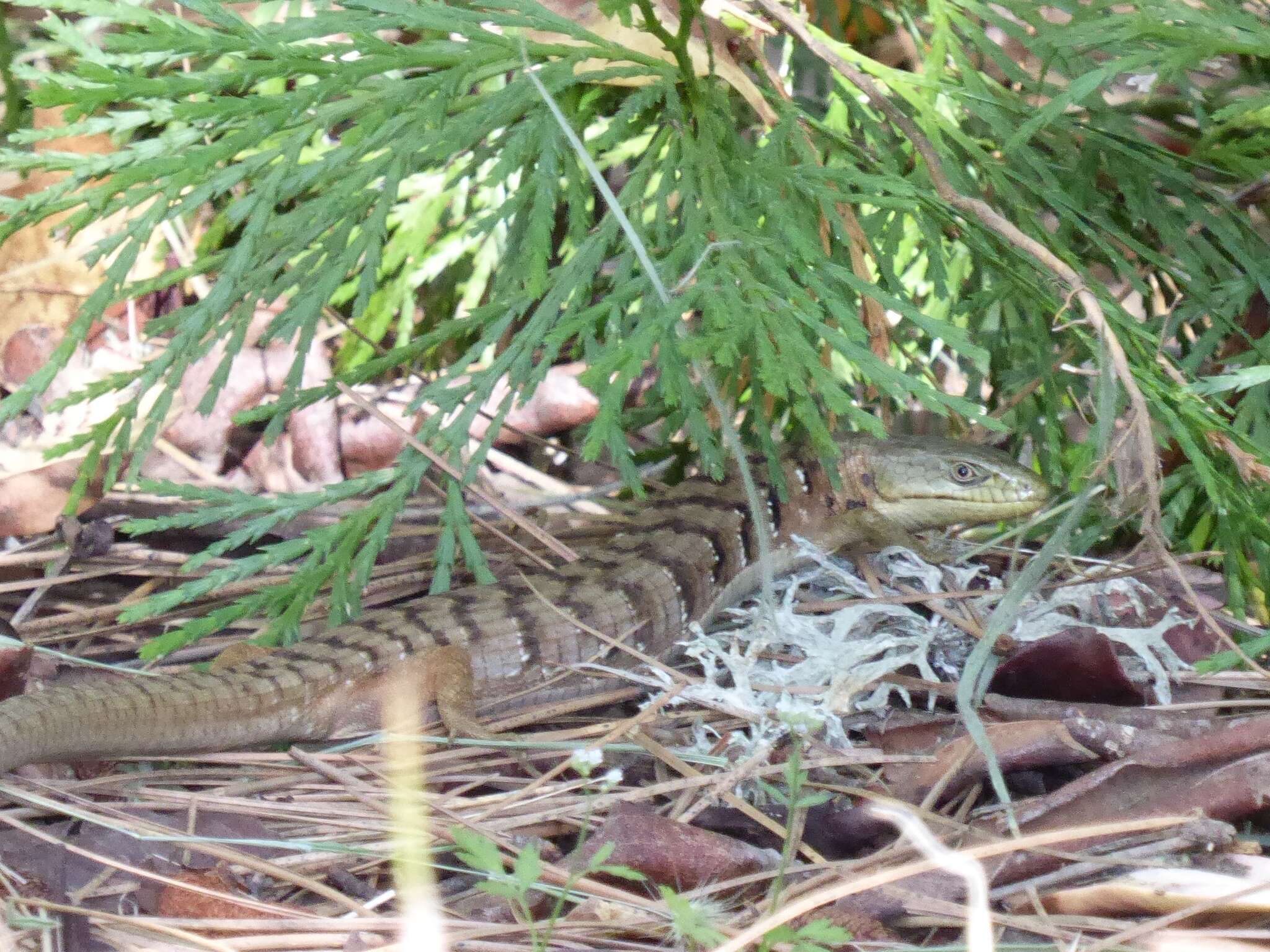 Image de Elgaria multicarinata scincicauda (Skilton 1849)