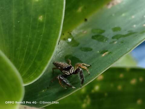 Image of Bavia sexpunctata (Doleschall 1859)