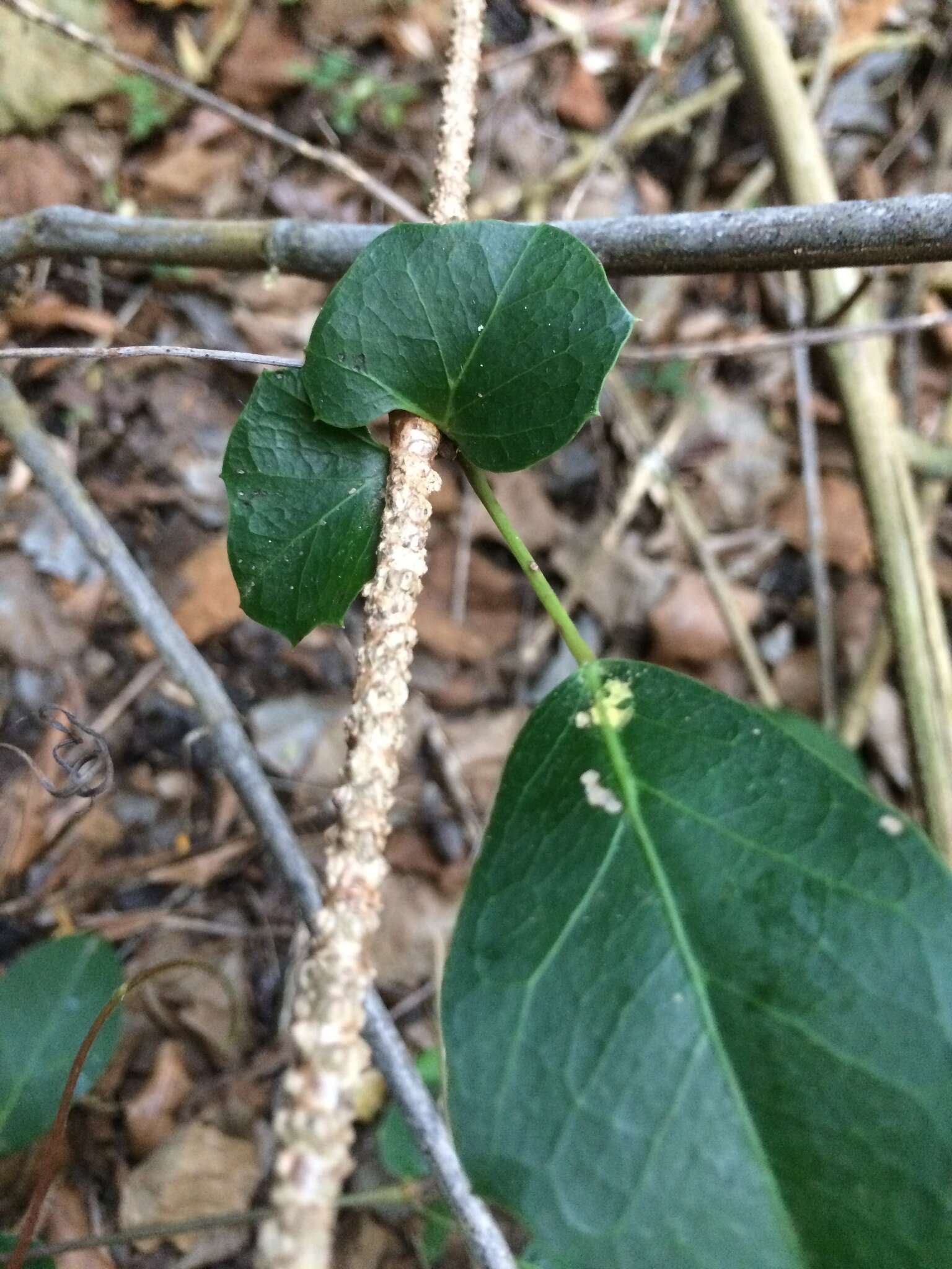 Image de Rhoicissus sessilifolia E. Retief