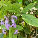 Pseuderanthemum graciliflorum (Nees) Ridl. resmi