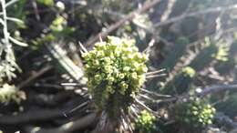 Слика од Euphorbia mammillaris L.