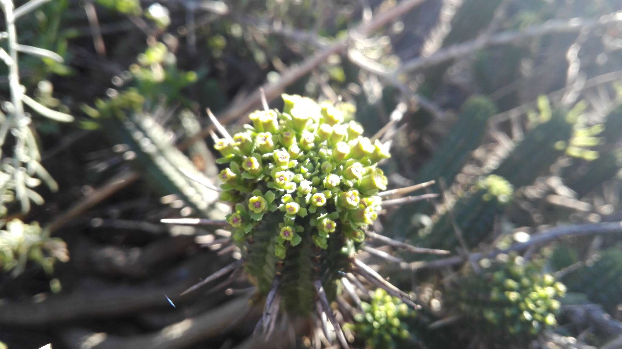 Слика од Euphorbia mammillaris L.