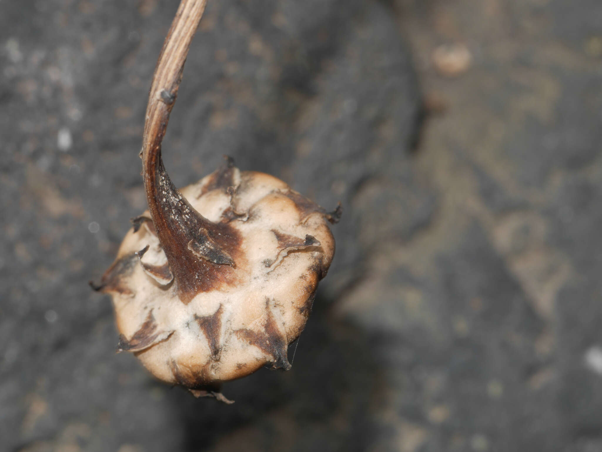 Image of Reichardia ligulata (Vent.) Kunkel & Sunding