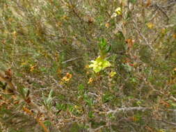 Image of Cliffortia hirta Burm. fil.