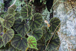 Image of Begonia conipila Irmsch. ex Kiew